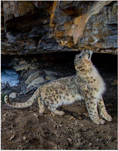 《山中幽灵：揭开雪豹的秘密》